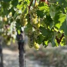 Rizling vlašský 2024