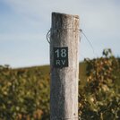 Rizling vlašský 2024